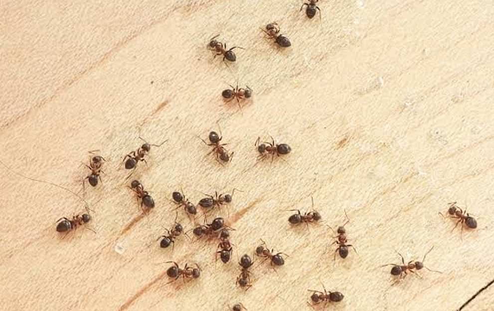 Simply Fight Ants With This Trick